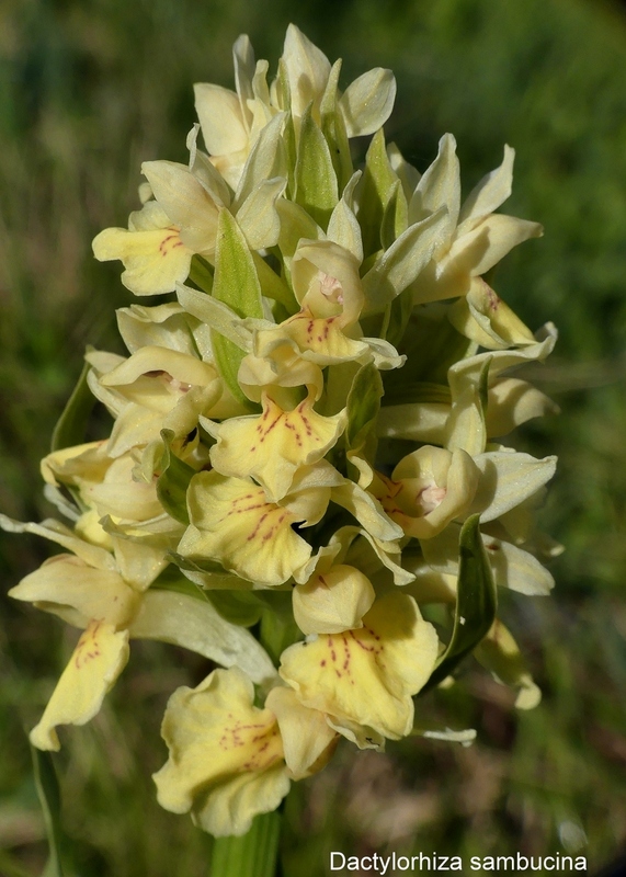 Orchidee e fiori del Monte Vettore e del Lago di Pilato � 26 giugno 2025.